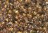  ( - EDNA23-0065008)  @11 [ ] CreativeCommons  Attribution Non-Commercial Share-Alike (2025) David Belll Royal Botanic Garden Edinburgh