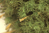  ( - EDNA23-0065015)  @11 [ ] CreativeCommons  Attribution Non-Commercial Share-Alike (2025) David Belll Royal Botanic Garden Edinburgh
