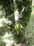  ( - EDNA23-0065016)  @11 [ ] CreativeCommons  Attribution Non-Commercial Share-Alike (2025) David Belll Royal Botanic Garden Edinburgh