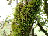  ( - EDNA24-0065347)  @11 [ ] CreativeCommons  Attribution Non-Commercial Share-Alike (2025) David Belll Royal Botanic Garden Edinburgh