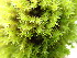  ( - EDNA24-0065347)  @11 [ ] CreativeCommons  Attribution Non-Commercial Share-Alike (2025) David Belll Royal Botanic Garden Edinburgh
