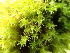  ( - EDNA24-0065347)  @11 [ ] CreativeCommons  Attribution Non-Commercial Share-Alike (2025) David Belll Royal Botanic Garden Edinburgh