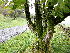  ( - EDNA24-0065347)  @11 [ ] CreativeCommons  Attribution Non-Commercial Share-Alike (2025) David Belll Royal Botanic Garden Edinburgh