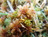  ( - EDNA24-0065349)  @11 [ ] CreativeCommons  Attribution Non-Commercial Share-Alike (2025) David Belll Royal Botanic Garden Edinburgh