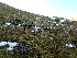  ( - EDNA24-0065349)  @11 [ ] CreativeCommons  Attribution Non-Commercial Share-Alike (2025) David Belll Royal Botanic Garden Edinburgh