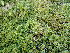  ( - EDNA24-0065350)  @11 [ ] CreativeCommons  Attribution Non-Commercial Share-Alike (2025) David Belll Royal Botanic Garden Edinburgh