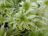  ( - EDNA24-0065350)  @11 [ ] CreativeCommons  Attribution Non-Commercial Share-Alike (2025) David Belll Royal Botanic Garden Edinburgh