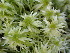  ( - EDNA24-0065350)  @11 [ ] CreativeCommons  Attribution Non-Commercial Share-Alike (2025) David Belll Royal Botanic Garden Edinburgh