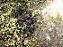  ( - EDNA24-0066471)  @11 [ ] CreativeCommons  Attribution Non-Commercial Share-Alike (2025) David Belll Royal Botanic Garden Edinburgh