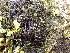  ( - EDNA24-0066471)  @11 [ ] CreativeCommons  Attribution Non-Commercial Share-Alike (2025) David Belll Royal Botanic Garden Edinburgh