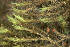  ( - EDNA24-0066471)  @11 [ ] CreativeCommons  Attribution Non-Commercial Share-Alike (2025) David Belll Royal Botanic Garden Edinburgh