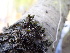  ( - EDNA24-0066470)  @11 [ ] CreativeCommons  Attribution Non-Commercial Share-Alike (2025) David Belll Royal Botanic Garden Edinburgh