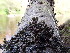  ( - EDNA24-0066470)  @11 [ ] CreativeCommons  Attribution Non-Commercial Share-Alike (2025) David Belll Royal Botanic Garden Edinburgh