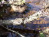  ( - EDNA24-0066470)  @11 [ ] CreativeCommons  Attribution Non-Commercial Share-Alike (2025) David Belll Royal Botanic Garden Edinburgh
