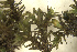  ( - EDNA24-0066470)  @11 [ ] CreativeCommons  Attribution Non-Commercial Share-Alike (2025) David Belll Royal Botanic Garden Edinburgh