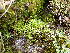  ( - EDNA24-0066539)  @11 [ ] CreativeCommons  Attribution Non-Commercial Share-Alike (2025) David Belll Royal Botanic Garden Edinburgh