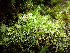  ( - EDNA24-0066539)  @11 [ ] CreativeCommons  Attribution Non-Commercial Share-Alike (2025) David Belll Royal Botanic Garden Edinburgh