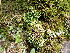  ( - EDNA24-0066539)  @11 [ ] CreativeCommons  Attribution Non-Commercial Share-Alike (2025) David Belll Royal Botanic Garden Edinburgh