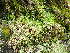  ( - EDNA24-0066539)  @11 [ ] CreativeCommons  Attribution Non-Commercial Share-Alike (2025) David Belll Royal Botanic Garden Edinburgh