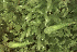  ( - EDNA24-0066539)  @11 [ ] CreativeCommons  Attribution Non-Commercial Share-Alike (2025) David Belll Royal Botanic Garden Edinburgh