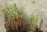  ( - EDNA24-0066539)  @11 [ ] CreativeCommons  Attribution Non-Commercial Share-Alike (2025) David Belll Royal Botanic Garden Edinburgh