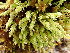  ( - EDNA24-0066540)  @11 [ ] CreativeCommons  Attribution Non-Commercial Share-Alike (2025) David Belll Royal Botanic Garden Edinburgh