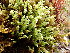  ( - EDNA24-0066540)  @11 [ ] CreativeCommons  Attribution Non-Commercial Share-Alike (2025) David Belll Royal Botanic Garden Edinburgh