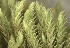  ( - EDNA24-0066540)  @11 [ ] CreativeCommons  Attribution Non-Commercial Share-Alike (2025) David Belll Royal Botanic Garden Edinburgh