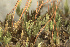  ( - EDNA24-0066541)  @11 [ ] CreativeCommons  Attribution Non-Commercial Share-Alike (2025) David Belll Royal Botanic Garden Edinburgh