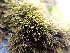  ( - EDNA24-0066651)  @11 [ ] CreativeCommons  Attribution Non-Commercial Share-Alike (2025) David Belll Royal Botanic Garden Edinburgh