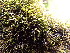  ( - EDNA24-0066651)  @11 [ ] CreativeCommons  Attribution Non-Commercial Share-Alike (2025) David Belll Royal Botanic Garden Edinburgh