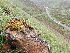  ( - EDNA24-0066651)  @11 [ ] CreativeCommons  Attribution Non-Commercial Share-Alike (2025) David Belll Royal Botanic Garden Edinburgh