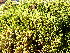  ( - EDNA24-0067830)  @11 [ ] CreativeCommons  Attribution Non-Commercial Share-Alike (2025) David Belll Royal Botanic Garden Edinburgh