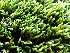  ( - EDNA24-0067830)  @11 [ ] CreativeCommons  Attribution Non-Commercial Share-Alike (2025) David Belll Royal Botanic Garden Edinburgh