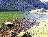  ( - EDNA24-0067830)  @11 [ ] CreativeCommons  Attribution Non-Commercial Share-Alike (2025) David Belll Royal Botanic Garden Edinburgh