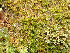  ( - EDNA24-0067840)  @11 [ ] CreativeCommons  Attribution Non-Commercial Share-Alike (2025) David Belll Royal Botanic Garden Edinburgh