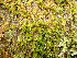  ( - EDNA24-0067840)  @11 [ ] CreativeCommons  Attribution Non-Commercial Share-Alike (2025) David Belll Royal Botanic Garden Edinburgh