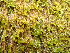  ( - EDNA24-0067840)  @11 [ ] CreativeCommons  Attribution Non-Commercial Share-Alike (2025) David Belll Royal Botanic Garden Edinburgh