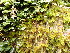  ( - EDNA24-0067840)  @11 [ ] CreativeCommons  Attribution Non-Commercial Share-Alike (2025) David Belll Royal Botanic Garden Edinburgh
