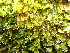  ( - EDNA24-0067840)  @11 [ ] CreativeCommons  Attribution Non-Commercial Share-Alike (2025) David Belll Royal Botanic Garden Edinburgh