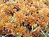  ( - EDNA24-0067839)  @11 [ ] CreativeCommons  Attribution Non-Commercial Share-Alike (2025) David Belll Royal Botanic Garden Edinburgh