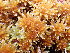  ( - EDNA24-0067839)  @11 [ ] CreativeCommons  Attribution Non-Commercial Share-Alike (2025) David Belll Royal Botanic Garden Edinburgh