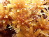  ( - EDNA24-0067839)  @11 [ ] CreativeCommons  Attribution Non-Commercial Share-Alike (2025) David Belll Royal Botanic Garden Edinburgh