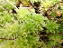  ( - EDNA24-0067842)  @11 [ ] CreativeCommons  Attribution Non-Commercial Share-Alike (2025) David Belll Royal Botanic Garden Edinburgh