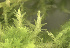  ( - EDNA24-0067842)  @11 [ ] CreativeCommons  Attribution Non-Commercial Share-Alike (2025) David Belll Royal Botanic Garden Edinburgh
