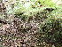  (Fissidens celticus - EDNA24-0067843)  @11 [ ] CreativeCommons  Attribution Non-Commercial Share-Alike (2025) David Belll Royal Botanic Garden Edinburgh