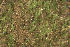 ( - EDNA24-0067843)  @11 [ ] CreativeCommons  Attribution Non-Commercial Share-Alike (2025) David Belll Royal Botanic Garden Edinburgh