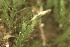  ( - EDNA24-0067843)  @11 [ ] CreativeCommons  Attribution Non-Commercial Share-Alike (2025) David Belll Royal Botanic Garden Edinburgh