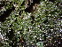  ( - EDNA24-0067841)  @11 [ ] CreativeCommons  Attribution Non-Commercial Share-Alike (2025) David Belll Royal Botanic Garden Edinburgh