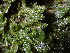  ( - EDNA24-0067841)  @11 [ ] CreativeCommons  Attribution Non-Commercial Share-Alike (2025) David Belll Royal Botanic Garden Edinburgh